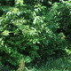 Backgroundmichelle_0.small
