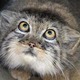 Manul_profile.small