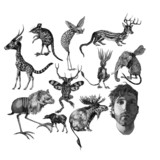 Animals.medium