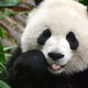 Panda-1.small