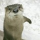 Iceice.small