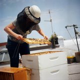 Beeinspection.medium