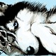 Wolf2.small