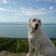 Dsc00790.small
