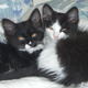 Cookies%20and%20gracie%20babies2.small