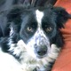 Quinn-apr-clip.small