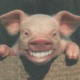 Anisnortles.small