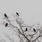 Blackbirds.medium