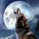 Experiencing Life to the Fullest-Da Wolf
