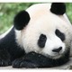 Panda%20bamboo%20climate%20change.small