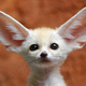 Fennecfox.small