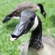 Goose1.small