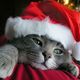 Christmas-kitten-1280.small