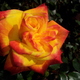 20120506_155125.small