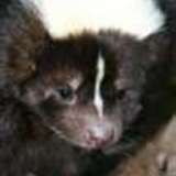Skunk.medium