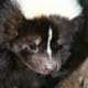 Skunk.small