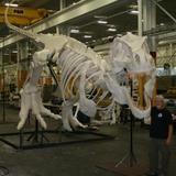 Gary%20and%20dino%20bone%20fitting.medium