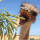 Ostrich%20avatar.small
