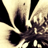 Insflower.medium