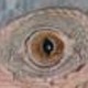Kazi_eye.small