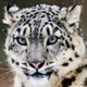 Smaller%20snow%20leopard.small
