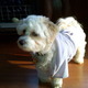 Cookie%20(2).small
