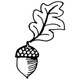 Acorn.medium