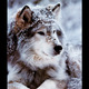 Jp0701~timber-wolf-posters.small