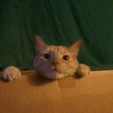 Tiger_the_little_lion.medium