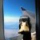 Outducksm.small