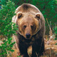 Grizzly-bear.small