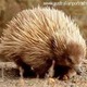 Echidna1.small