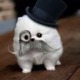 Dog-avatar.small