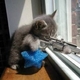 249%20-%20kitten%20sniper.small