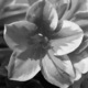 Black_azalea.small