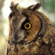 Owl_avatar.small