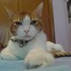 Michou_subdito.small