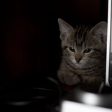 Cat.medium