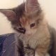 Violetta.small