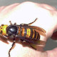 Gianthornet1.small