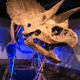 Triceratops.medium