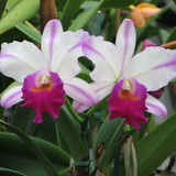 Orchids.medium