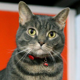 Elwood_sarahs_crop.medium