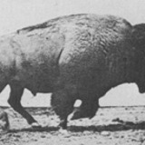 Muybridge_buffalo_galloping.medium