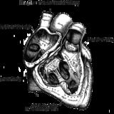 Heart_blackonwhite.medium