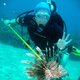 Lionfish.small