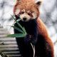 220px-ailurus_fulgens_roterpanda_lesserpanda.small
