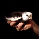 Moos.small