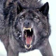 Wolf-289x290.small