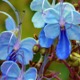 Flowerseseses.small